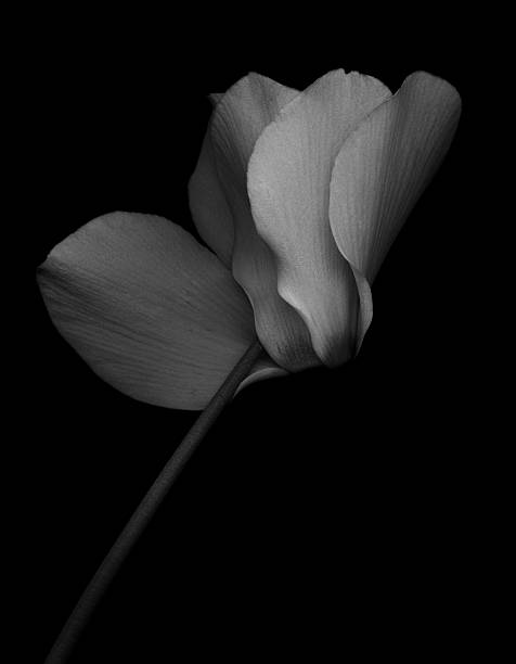 Monochrome Cyclamen -XXL