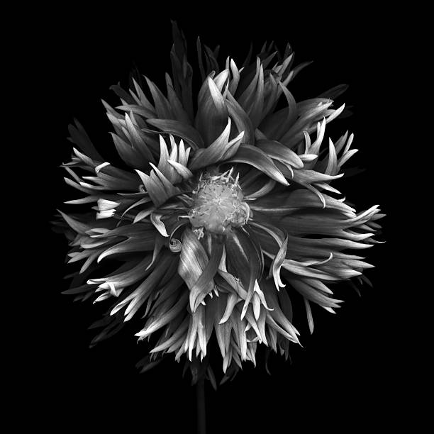 istock Monochrome dahlia -XXXL 488075011