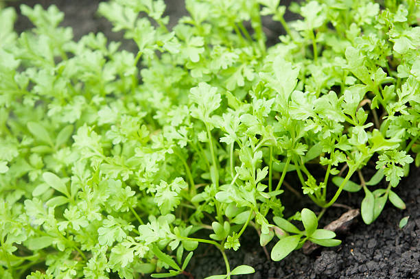 istock new fresh watercress at garden bed 488075773