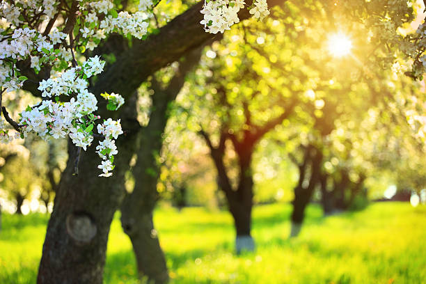 연두빛 꽃 과수원-일요일 믿었습니다 트리 - single flower flower spring apple tree 뉴스 사진 이미지