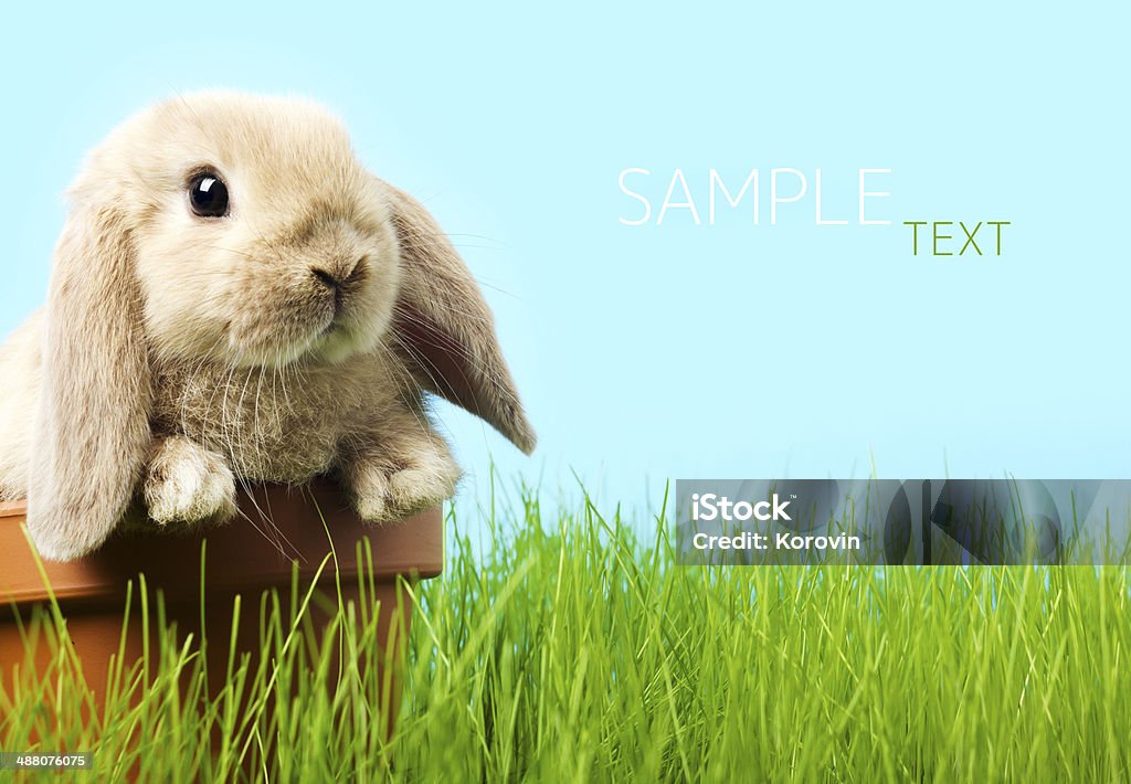 baby Easter bunny on spring green grass Rabbit - Animal Stock Photo