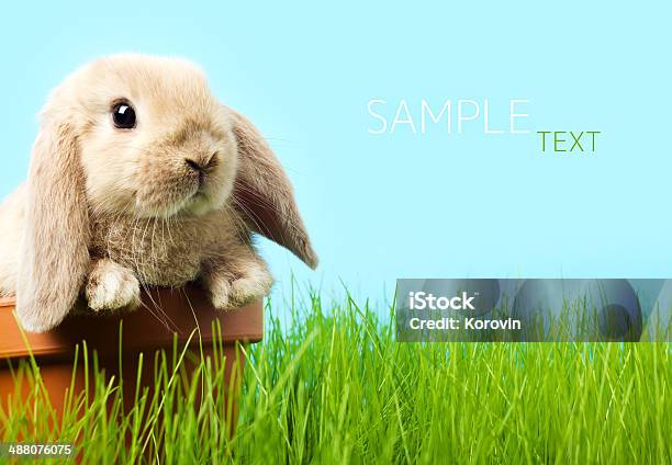 Baby Easter Bunny On Spring Green Grass Stock Photo - Download Image Now - Rabbit - Animal, Springtime, Animal