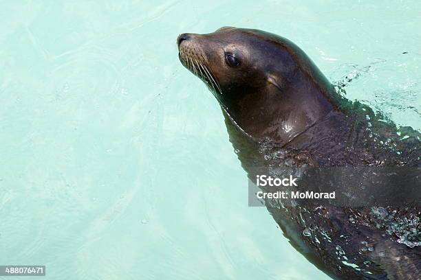 Sea Lion Stock Photo - Download Image Now - Animal, Animal Mouth, Animal Nose