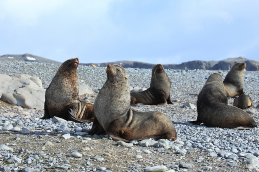 Seals and seals in Antarctica