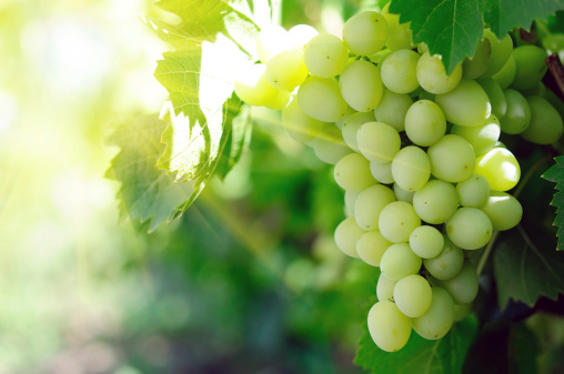 Close-up of a branch of grape vine with grapes cluster on sunlight background