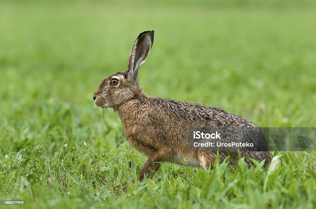 Brown hare Photo of hare sitting in a grass Hare Stock Photo