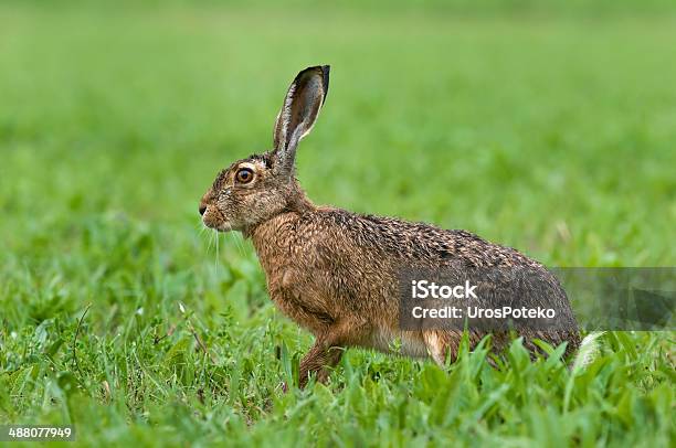 Brown Hare Stock Photo - Download Image Now - Hare, Agricultural Field, Alertness