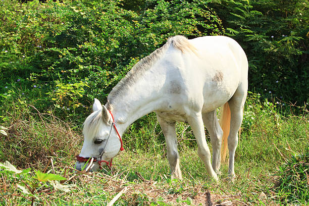 Horse eating grass in a meadow