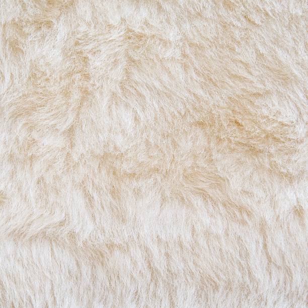 istock White fur of polar bear texture background 488078157