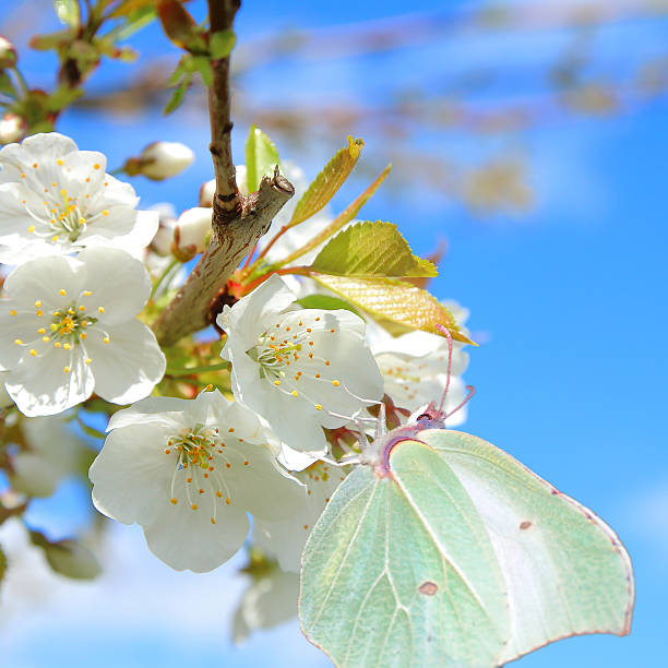 Cherry tree flower with butterfly Butterfly insect Gonepteryx cleopatra, Gonepteryx Rhamni type feeding on cherry tree blossom on blue sky background, in spring time with little green leaves. butterfly colias hyale stock pictures, royalty-free photos & images