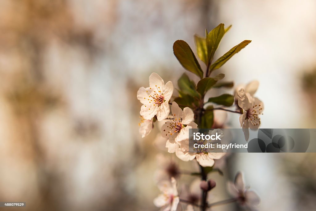 Sakura Kirsche Blüte - Lizenzfrei Ast - Pflanzenbestandteil Stock-Foto