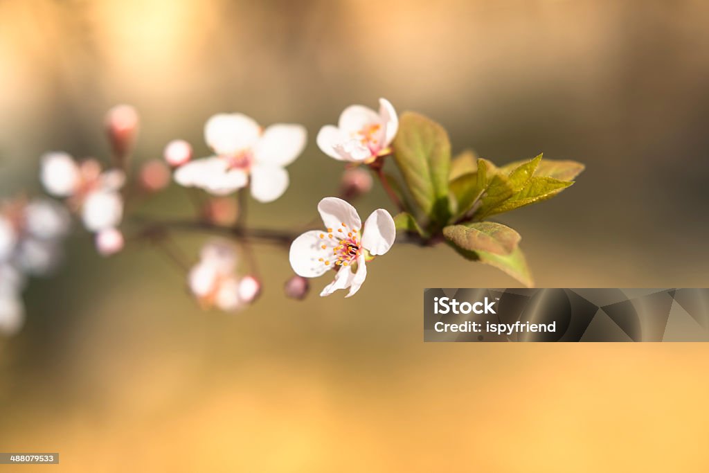 Cherry Blossom Sakura - Foto de stock de Azul libre de derechos