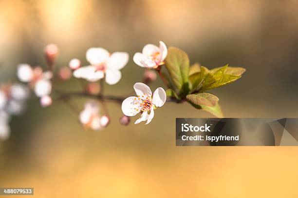 Cherry Blossom Sakura Foto de stock y más banco de imágenes de Azul - Azul, Belleza de la naturaleza, Brote