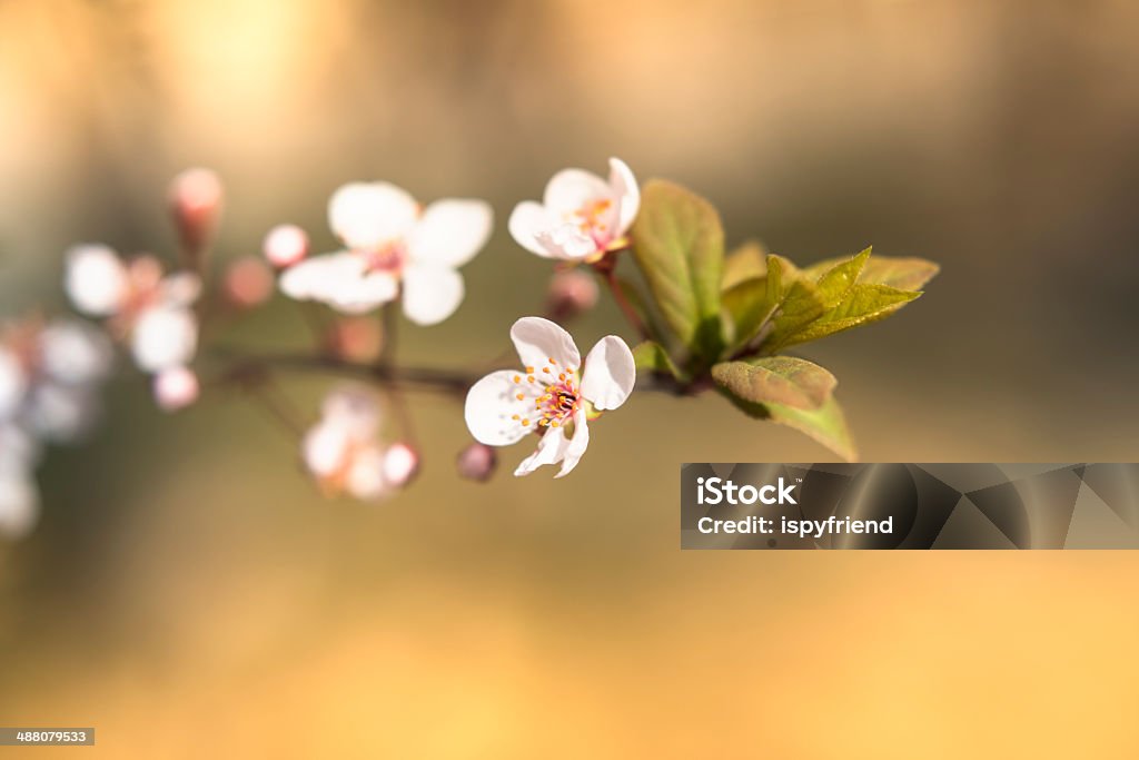 Sakura flor de cerejeira - Foto de stock de Azul royalty-free
