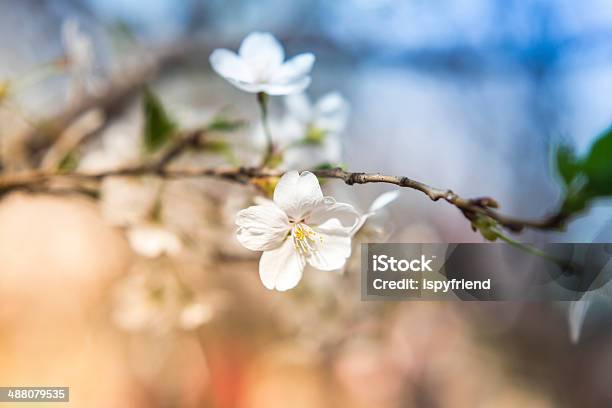 사쿠라 벚꽃 0명에 대한 스톡 사진 및 기타 이미지 - 0명, 개화, 겹벚꽃나무