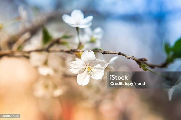 Sakura Flor De Cerejeira - Fotografias de stock e mais imagens de Azul - Azul, Beleza natural, Botão - Estágio de flora