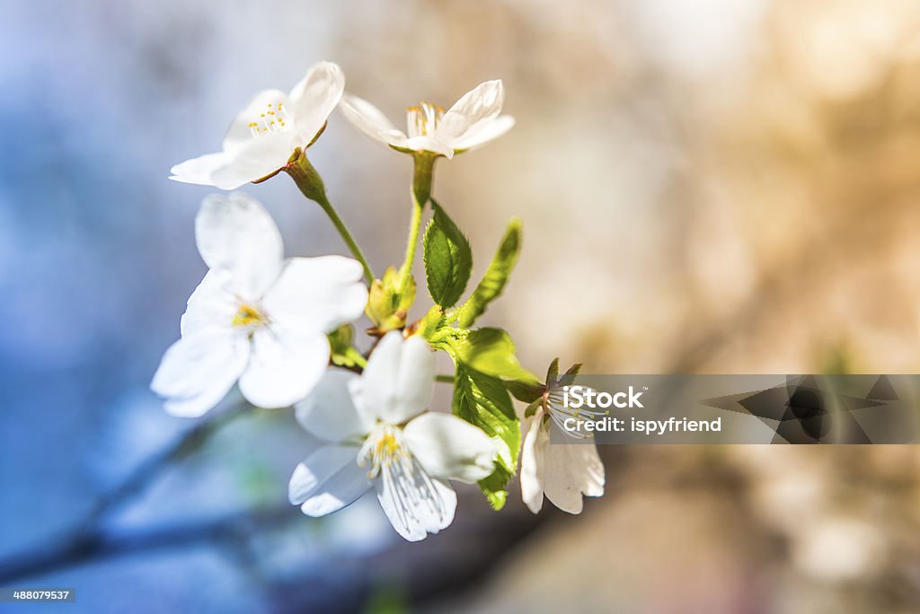 Cherry Blossom Sakura - Foto de stock de Azul libre de derechos