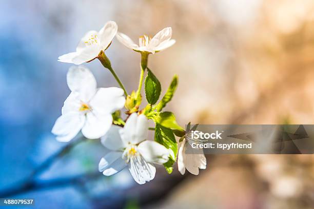 桜の - やわらかのストックフォトや画像を多数ご用意 - やわらか, アウトフォーカス, カラー画像