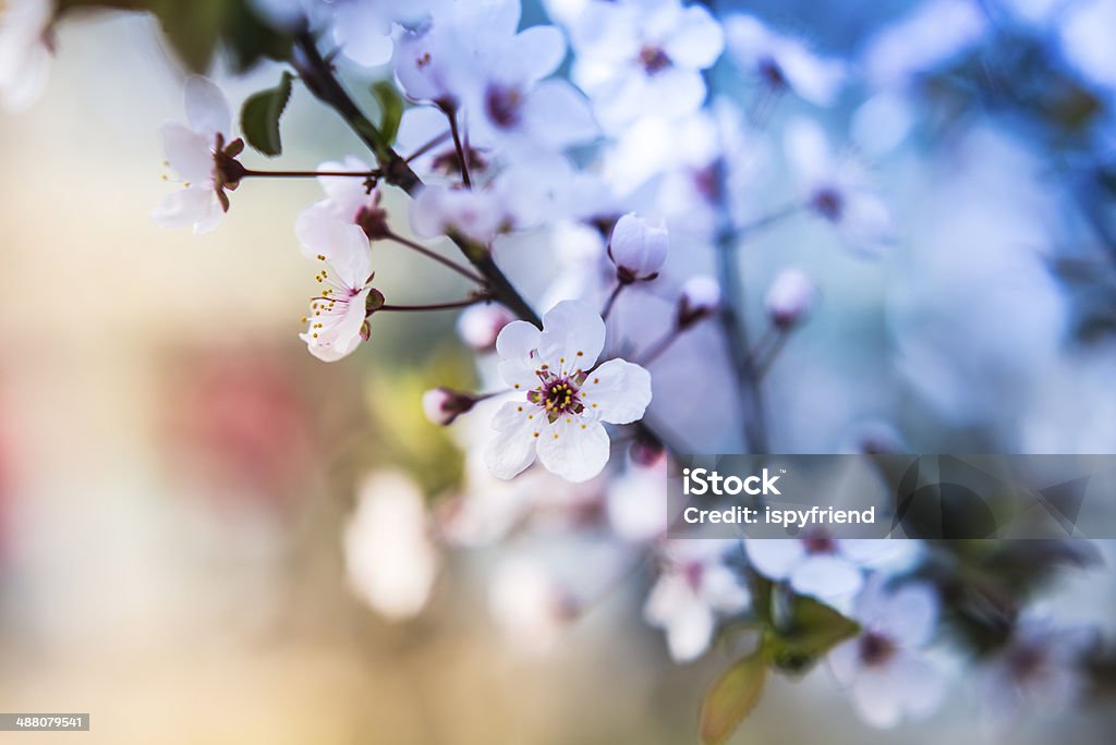 Sakura Cherry Blossom - Photo de Cerisier oriental libre de droits