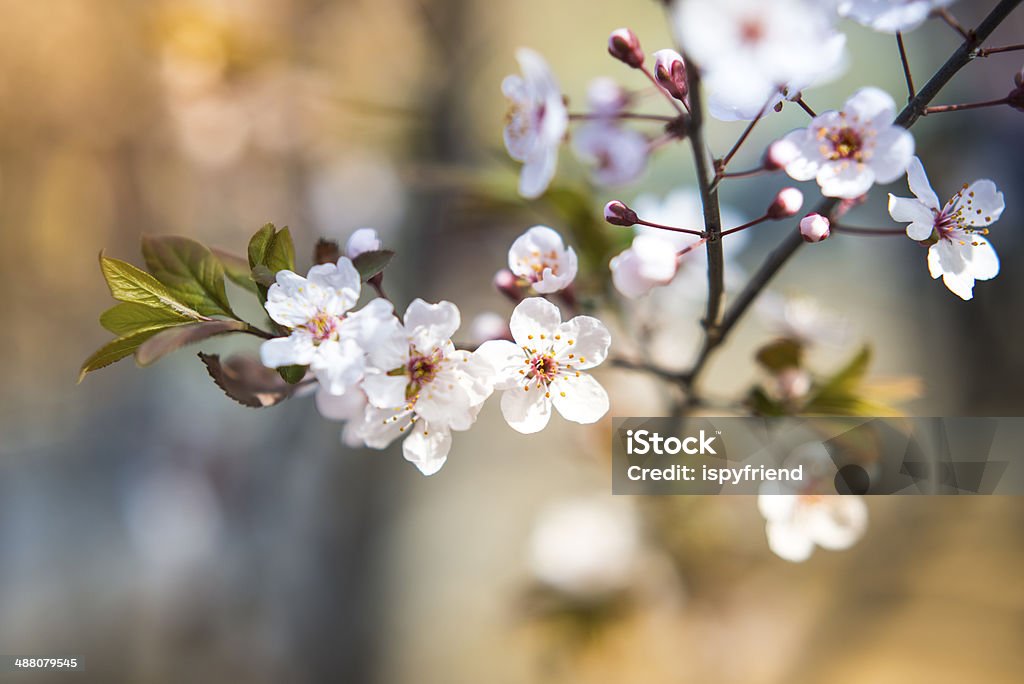 Sakura Flor de cerejeira - Royalty-free Azul Foto de stock