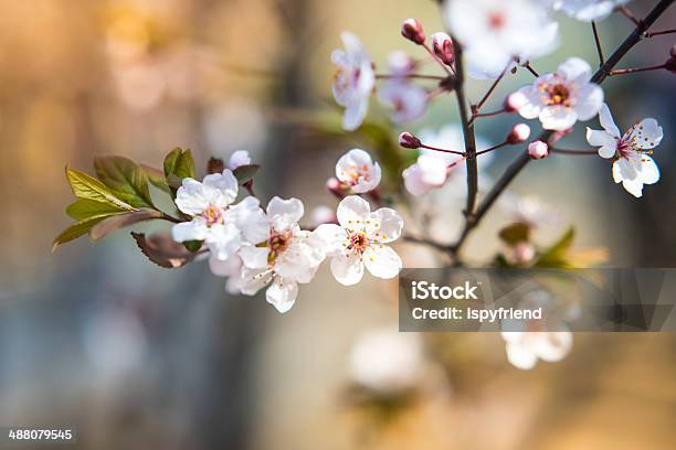 Sakura Flor De Cerejeira - Fotografias de stock e mais imagens de Azul - Azul, Beleza natural, Botão - Estágio de flora