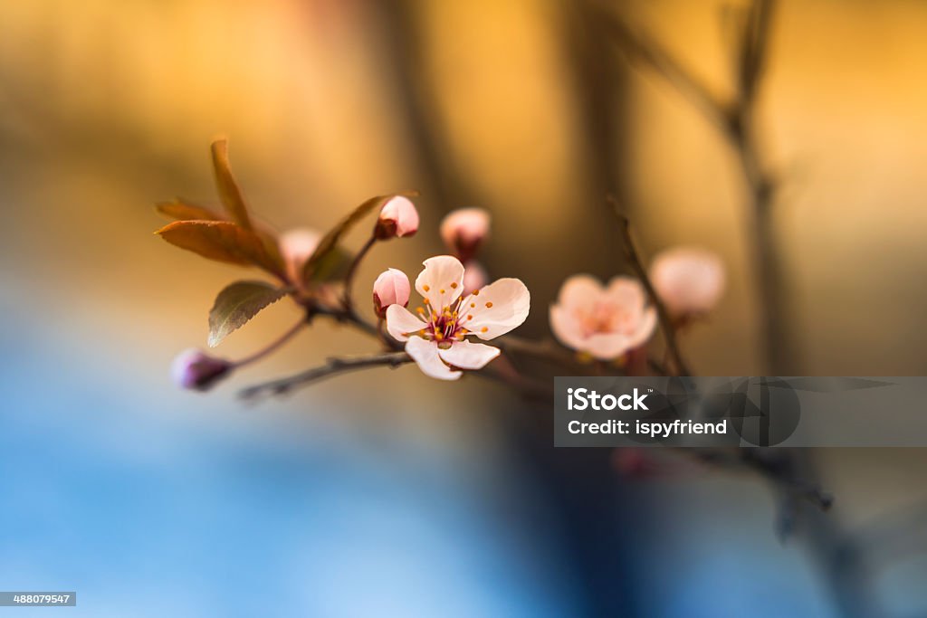 Sakura Cherry Blossom - Photo de Arbre en fleurs libre de droits