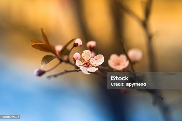 Photo libre de droit de Sakura Cherry Blossom banque d'images et plus d'images libres de droit de Arbre en fleurs - Arbre en fleurs, Beauté de la nature, Bleu