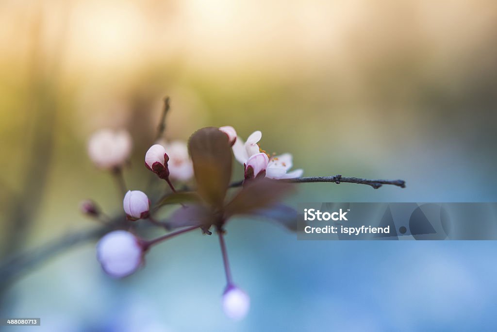 Sakura flor de cerejeira - Foto de stock de Azul royalty-free