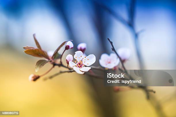 Foto de Sakura Flor De Cerejeira e mais fotos de stock de Azul - Azul, Beleza natural - Natureza, Botão - Estágio de flora