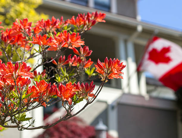 istock Canadian flag on a house. 488081340