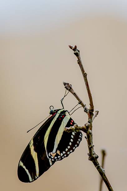 istock Butterflies and Flowers 488081734