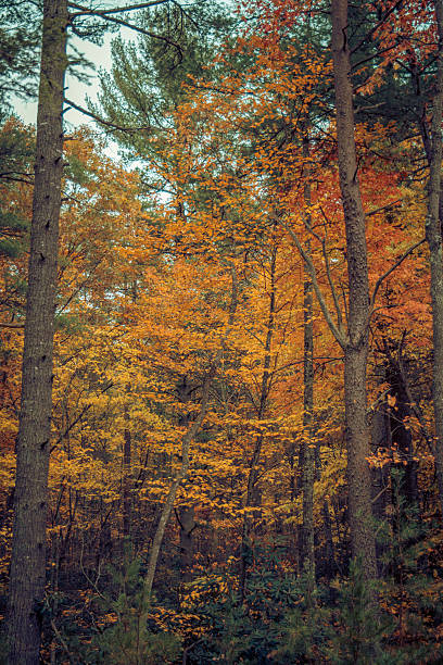istock Late Autumn Forest in the Blue Ridge Highlands Appalachia 488081782