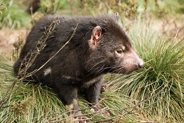 Tasmanian devil in amongst grass