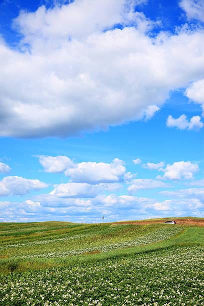 paisagem da pradaria - prairie wide landscape sky imagens e fotografias de stock