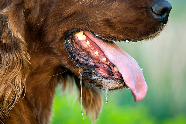 Mad dog Drooling dog panting in a hot Summer animal saliva stock pictures, royalty-free photos & images