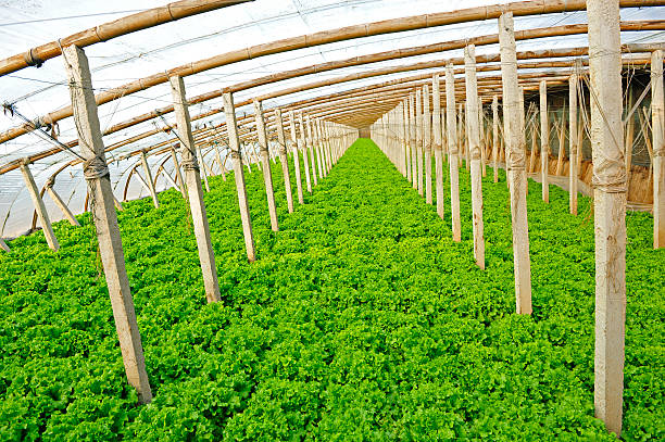 istock Vegetables in greenhouses 488084140