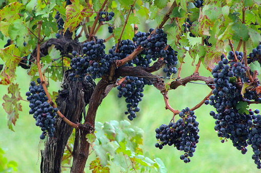 Uvas en la vid en el Viñedo photo