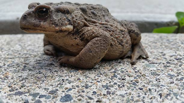 Close-up of Western Toad (Anaxyrus boreas). stock photo