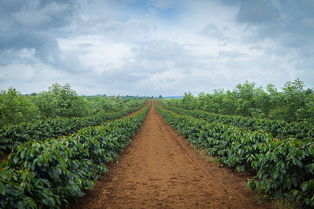 plantación de café - coffee plant fotografías e imágenes de stock