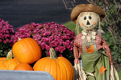 Fun Thanksgiving, Harvest or Hallowe'en decorative photo of a scarecrow, pots of purple Mums, and bright round orange pumpkins piled in an old wooden antique wheelbarrow.