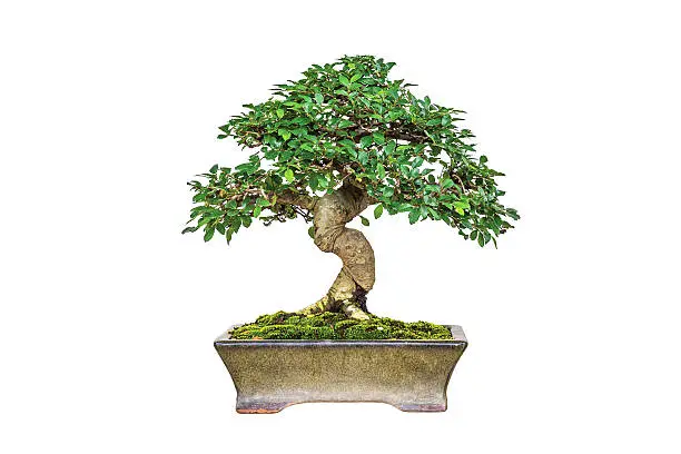 Close up shot bonsai on isolate white background