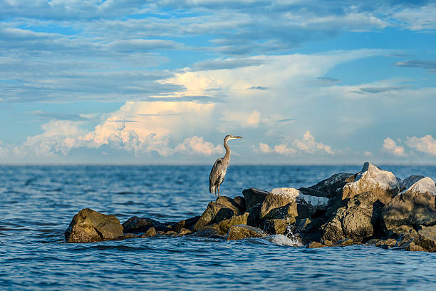 Great Blue Heron looking out over the Chesapeake Bay Great Blue Heron standing on a jetty over looking the Chesapeake Bay in Maryland blue heron stock pictures, royalty-free photos & images