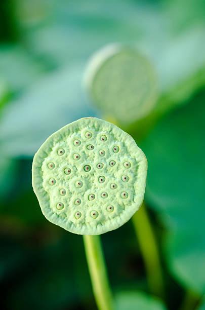 lotus seed ポッドをハスの葉のバックグラウンド - lily nature flower macro ストックフォトと画像