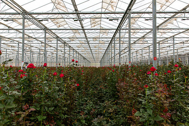 the rose on a blurred background in a greenhouse with burning light in the evening
