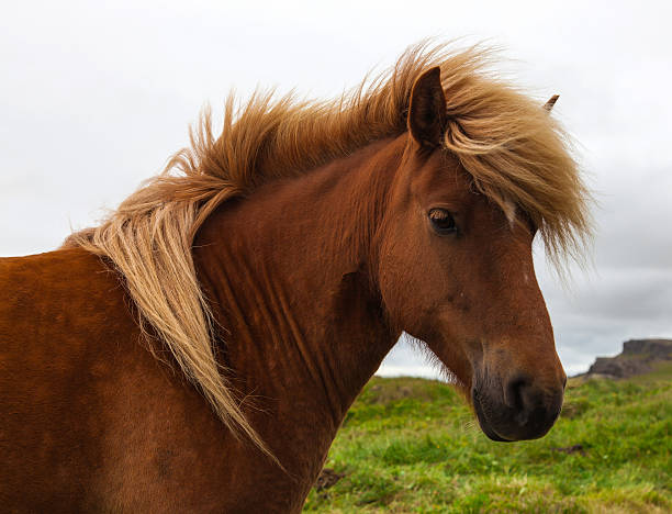 istock Authentic Icelandic horse, beautiful friendly animal 488093528
