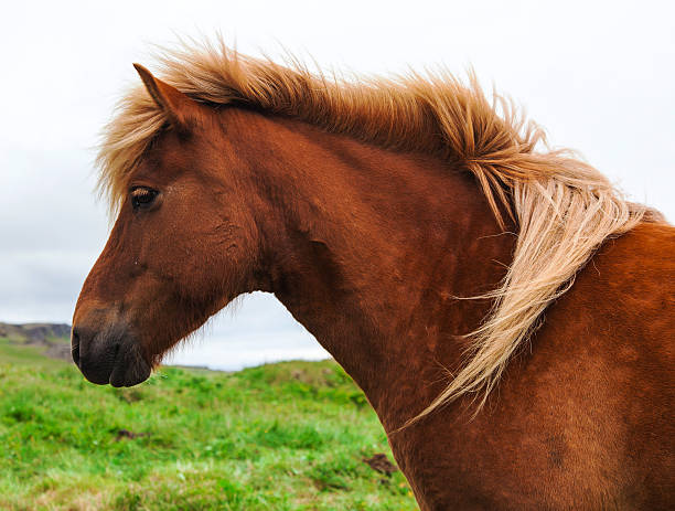 istock Authentic Icelandic horse, beautiful friendly animal 488093564