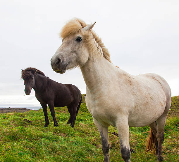 istock Authentic Icelandic horse, beautiful friendly animal 488093624