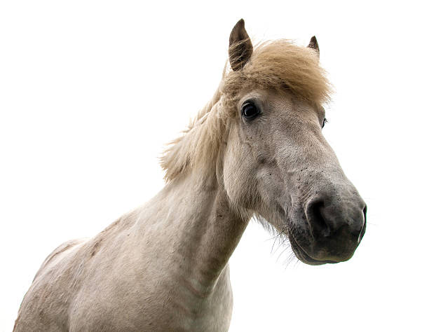 istock Authentic Icelandic horse, beautiful friendly animal 488093642