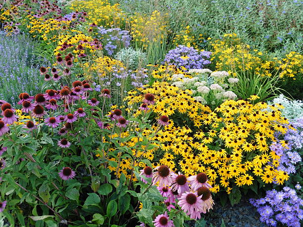 Sommerbrandung This is a perennial border in summerly colours, like a breaker of sea ornamental garden photos stock pictures, royalty-free photos & images