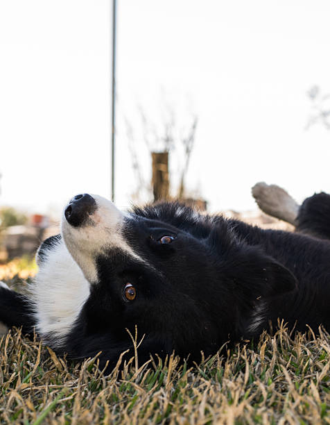 border collie pies gry na trawie - body concious zdjęcia i obrazy z banku zdjęć